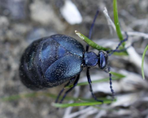 Meloe autumnalis